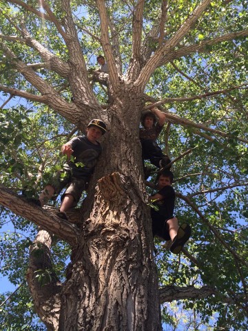 Brody, Grady, Kenny & Dally way way up in a tree.  :)