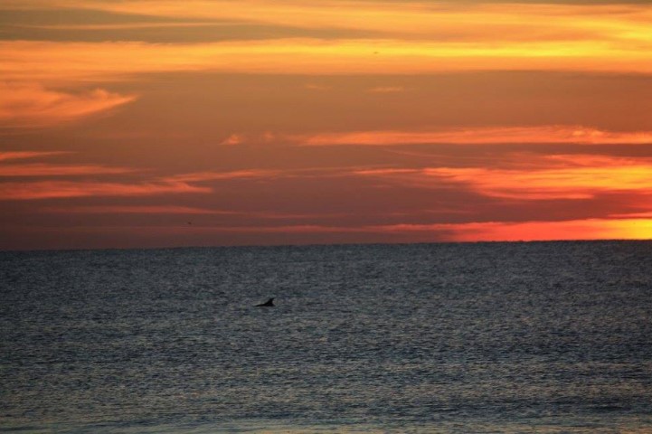 Dolphins in the sunrise!   
