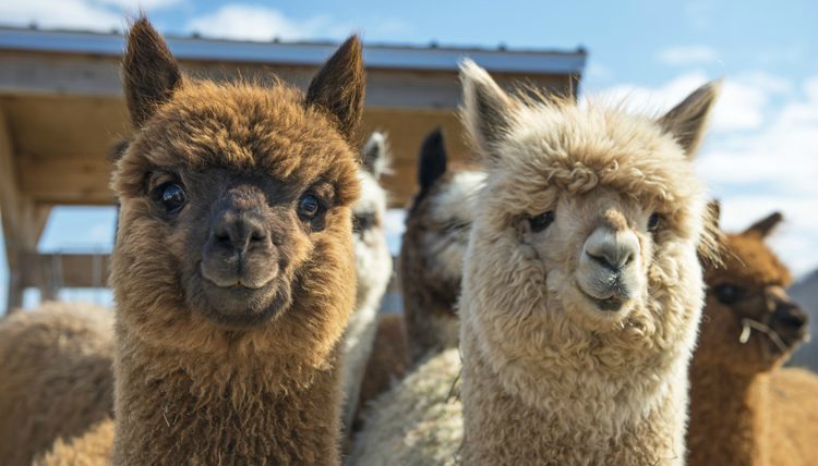 On your next Idaho Road Trip, be sure to check out the llamas, one of the best Things To Do In Idaho.