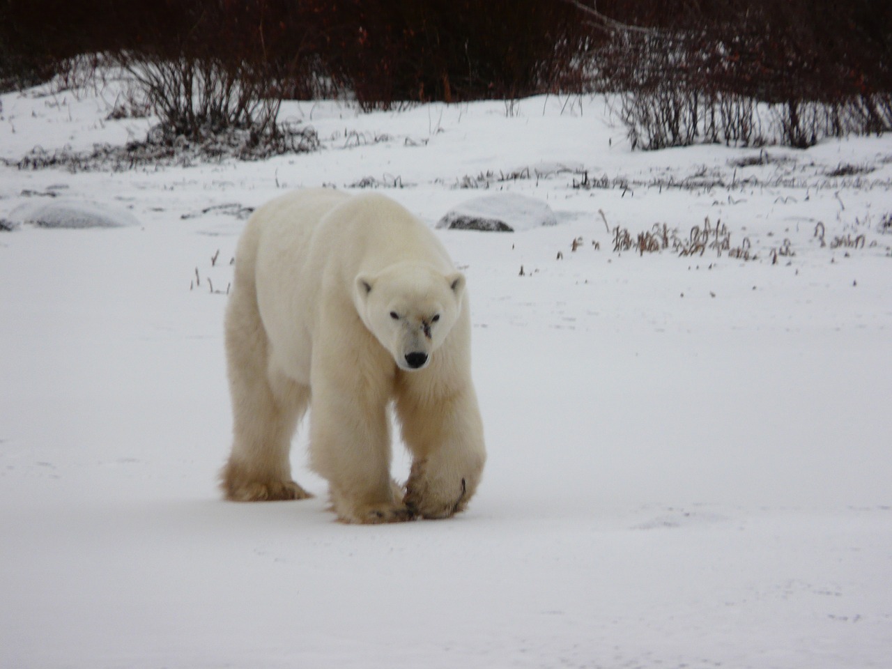 A great Family Vacation Destination that includes Polar Bears? Yes, Please.